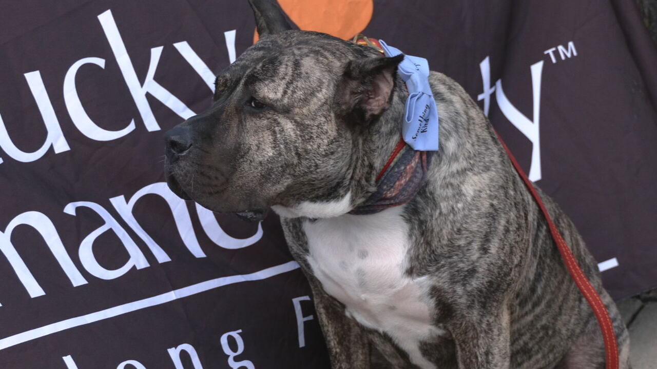 VOTE FOR ETHAN for the 2022 Shelter Hero Dog Award